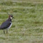 FEDERCACCIA TOSCANA-UCT. PAVONCELLA: ANCORA QUALCHE GIORNO DI ATTESA PER AVVIARE IL PRELIEVO