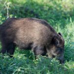 FEDERCACCIA CALABRIA. CINGHIALE: PROROGATI I TEMPI DI ISCRIZIONE AGLI ATC