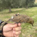 TELEMETRIA SATELLITARE TORDO BOTTACCIO 2025: COMPLETATE LE OPERAZIONI NELLE MARCHE