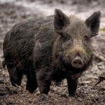 FIDC CALABRIA INFORMA: IL PARCO DELLA SILA CERCA OPERATORI DI SELEZIONE