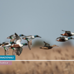 30 ANNI DI AEWA: UN TRAGUARDO DI COOPERAZIONE PER LA TUTELA DEGLI UCCELLI ACQUATICI MIGRATORI