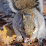 RELAZIONE SULLE SPECIE ALIENE IN ITALIA: STATUS, NORMATIVA E STRATEGIE DI CONTRASTO