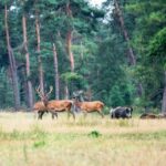 FAUNA SELVATICA: CIA CAMPANIA, RAFFORZARE IL RUOLO DEGLI ATC E AGGIORNARE LE NORME