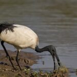 FIDC LOMBARDIA. IBIS SACRO: AL VIA LA DEROGA. TUTTE LE DISPOSIZIONI PER I CACCIATORI INTERESSATI