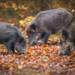 CINGHIALI: CIA PADOVA, DA REGIONE 300MILA EURO PER CONTENIMENTO NEL PARCO COLLI