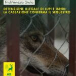 DETENZIONE ILLEGALE DI LUPI E IBRIDI: LA CASSAZIONE CONFERMA IL SEQUESTRO A TUTELA DELLA BIODIVERSITÀ
