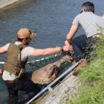 CONARMI. IN SCADENZA LE ISCRIZIONI PER IL CORSO RECUPERO E CATTURA FAUNA SELVATICA