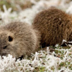 NUTRIE, FIAZZA E MORETTI (LEGA): “USIAMO I MODELLI CHE FUNZIONANO. LA REGIONE SPIEGHI COSA BLOCCA L’EMILIA-ROMAGNA”