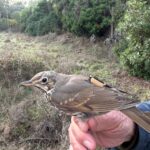 TELEMETRIA SATELLITARE TORDO BOTTACCIO 2025: CONCLUSE LE OPERAZIONI IN SARDEGNA