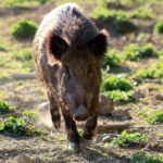 PESTE SUINA: CIA TOSCANA, CONTRASTO PIÙ EFFICACE A CINGHIALI E SUBITO FONDO PER ALLEVATORI COLPITI