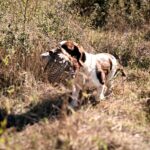 FEDERCACCIA: FERMA CONDANNA PER LA MORTE DEI SETTE CANI. IL RISPETTO PER L’AUSILIARE È PARTE DELLA CULTURA VENATORIA