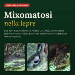 FEDERCACCIA MODENA. MIXOMATOSI NELLA LEPRE: PRIMO CASO IN PROVINCIA