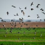 L’UNIONE ZOOLOGICA ITALIANA SUL DDL DI MODIFICA 157/92. LA RISPOSTA DELL’UFFICIO STUDI FIDC